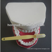 New Style Medical Dental Care Model,teeth care